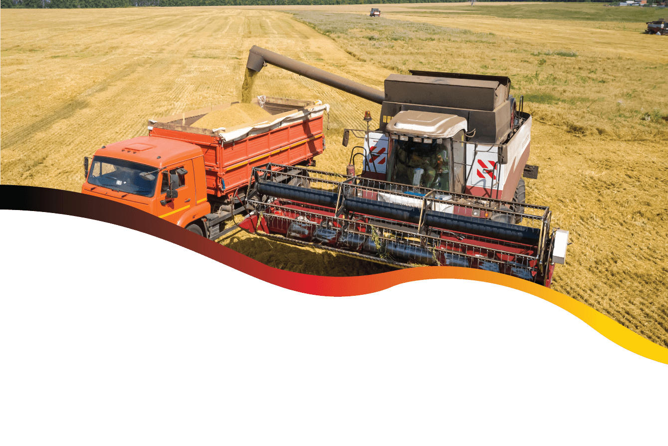 Prospătura bogată a agriculturii: cereale de calitate superioară!