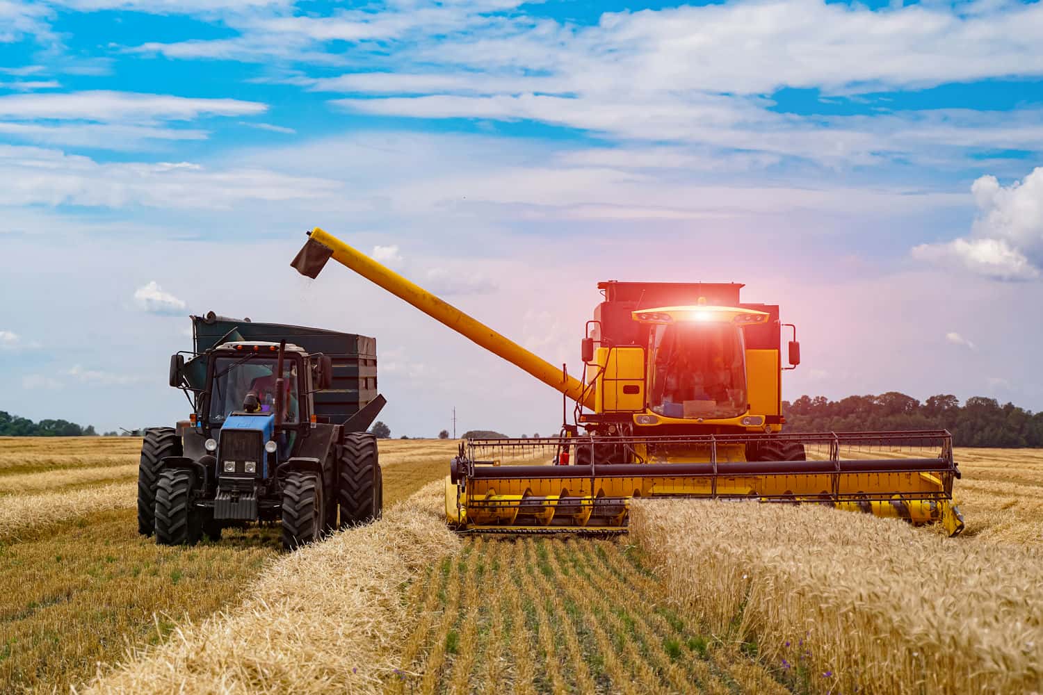 Bunăstarea agricolă în imagini: cereale pentru o tranzacție profitabilă